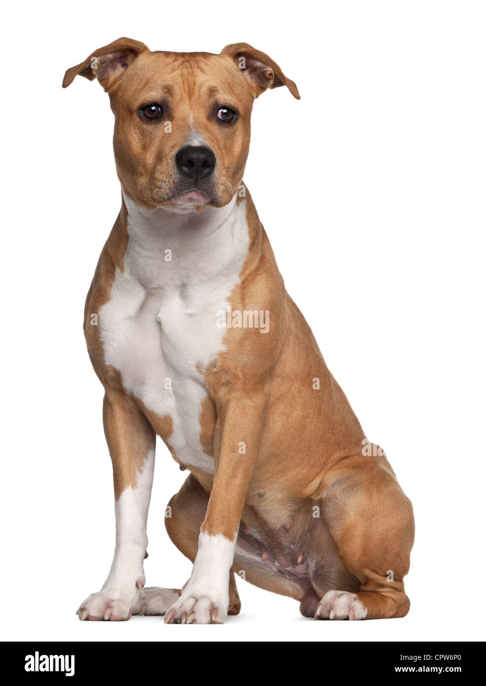 American Staffordshire Terrier, 8 mois, assis contre un fond blanc Banque D'Images