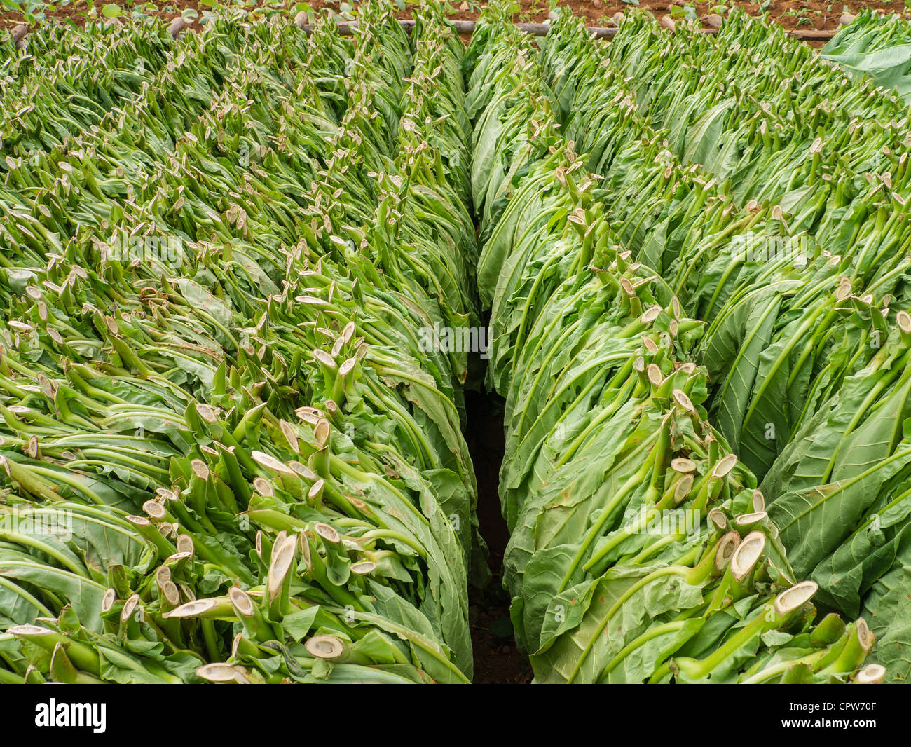 Rangées de feuilles de tabac vert fraîchement coupées sont alignés à l'extérieur de séchage dans un champ près de Viñales, Cuba Banque D'Images