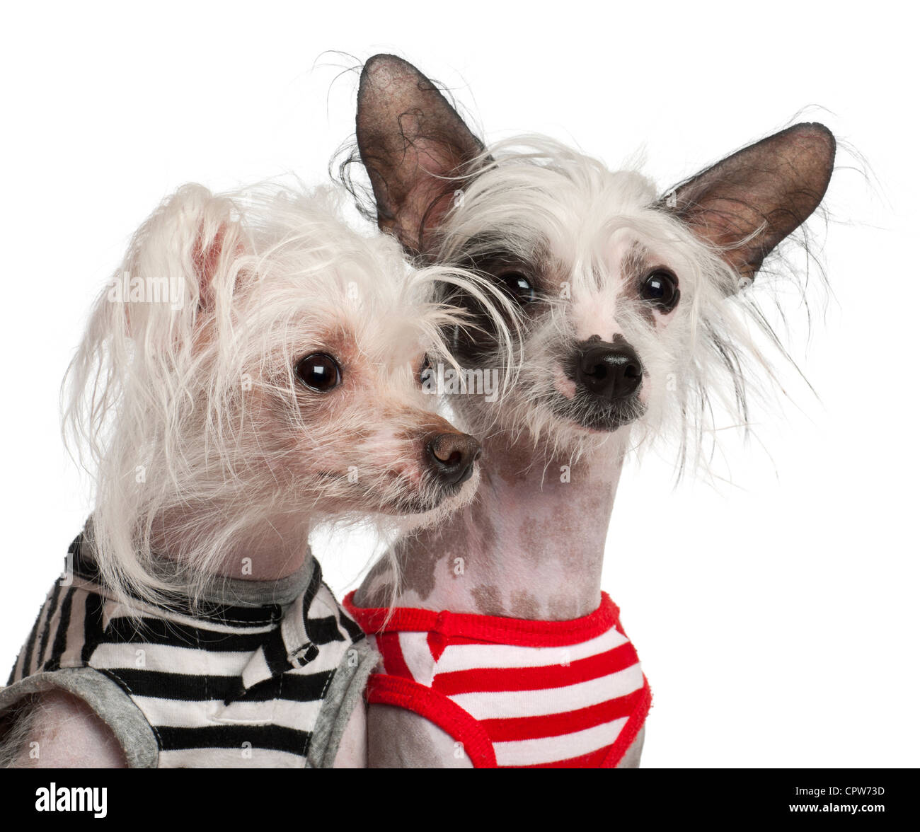 Chien Chinois à Crête, 10 et 18 mois, au bar d'vestes against white background Banque D'Images