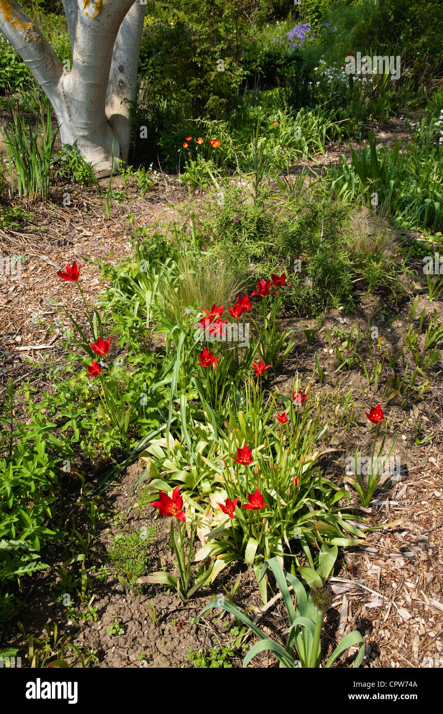 Tulipes rouges naturalisés croissant dans une pépinière lit. Tulipa Sprengeri. Banque D'Images