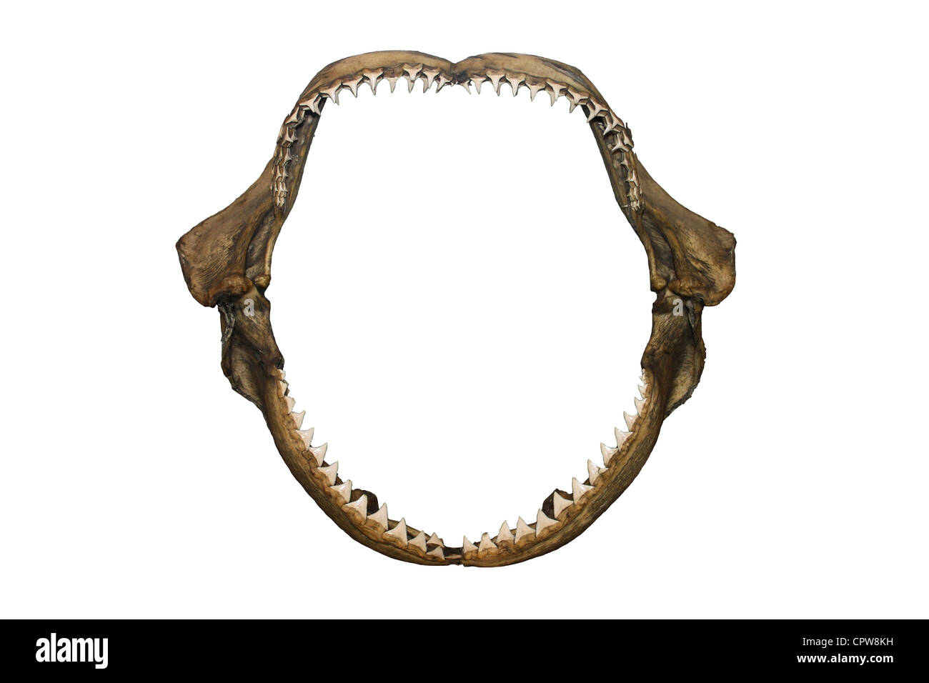 Requin bleu Prionace glauca Jaws Banque D'Images