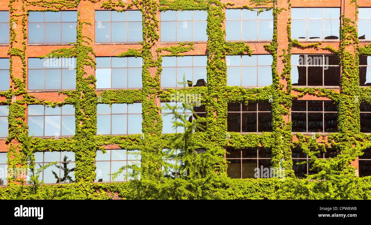 Chicago office de brique avec des feuilles vertes et les plantes qui poussent autour des fenêtres Banque D'Images