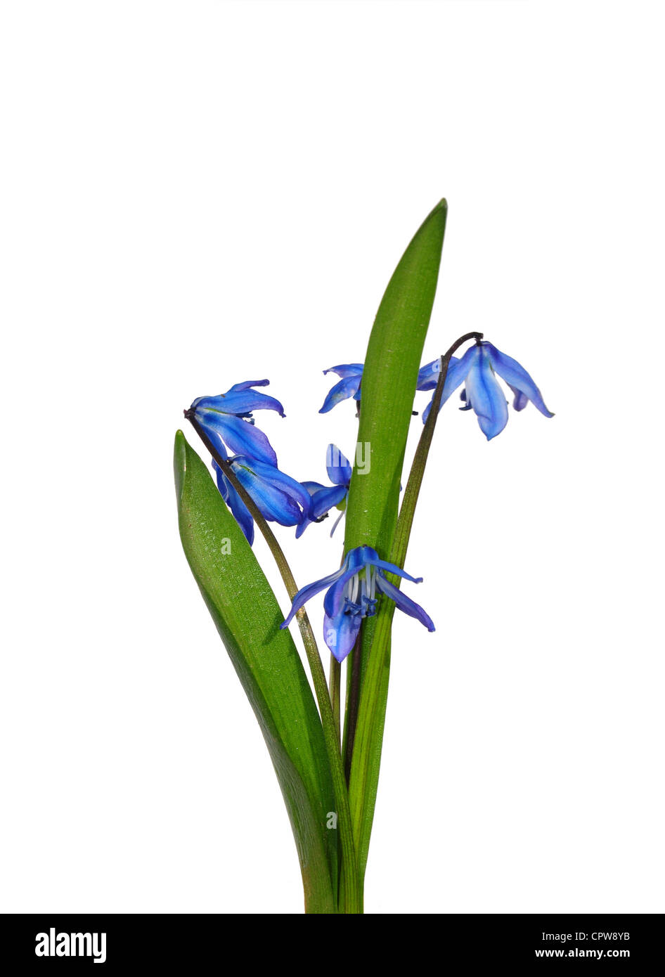 Squill Scilla sibirica (Sibérie) Banque D'Images