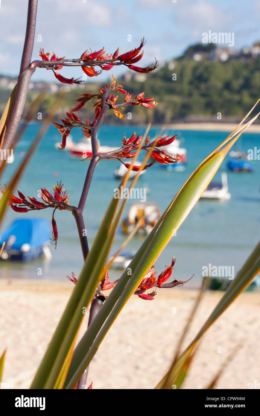 Vue sur St Ives Harbour Beach avec des fleurs tropicales Banque D'Images