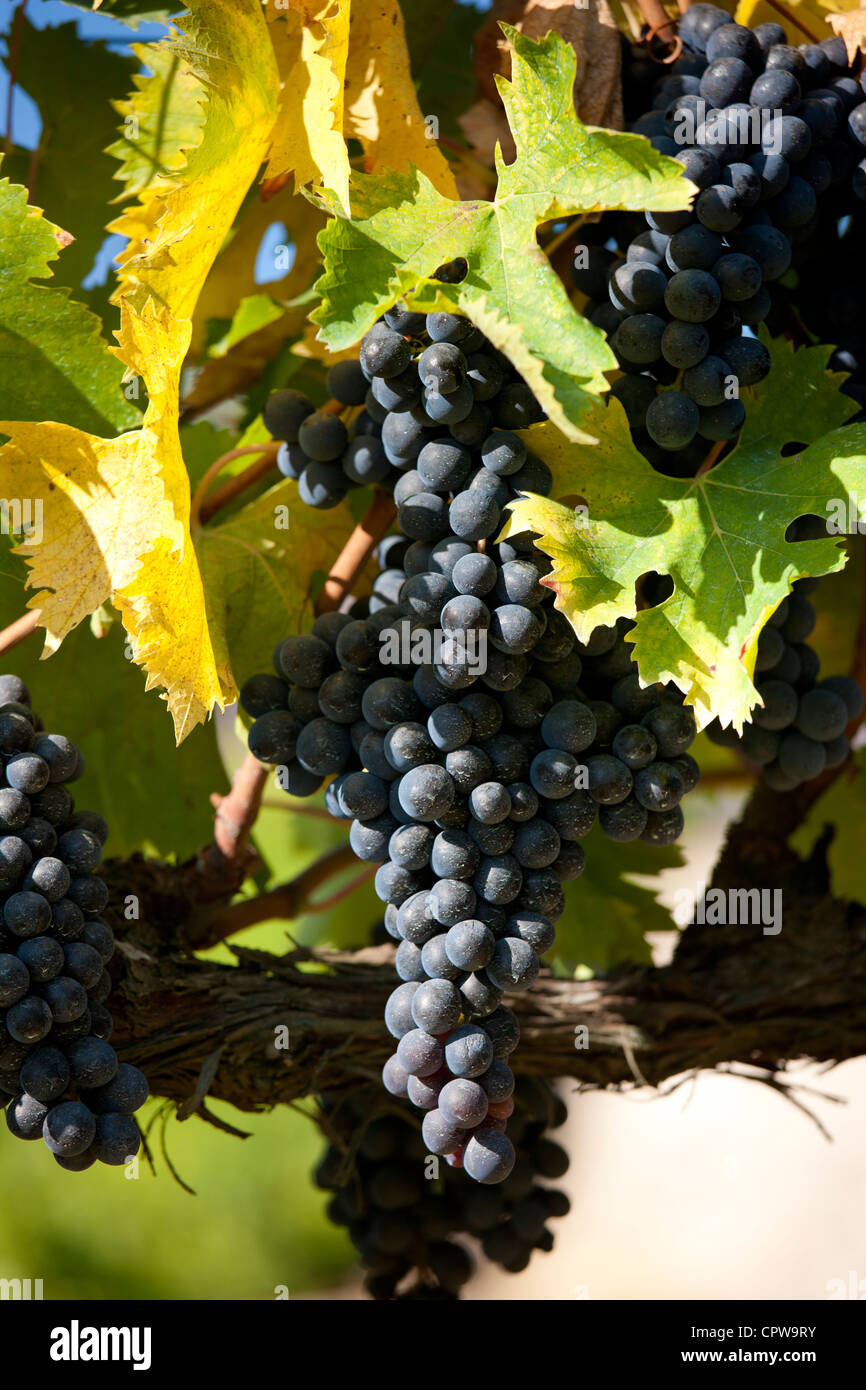 Les raisins du Chianti Classico Sangiovese mûr pour la cueillette à Pontignano dans région du Chianti en Toscane, Italie Banque D'Images