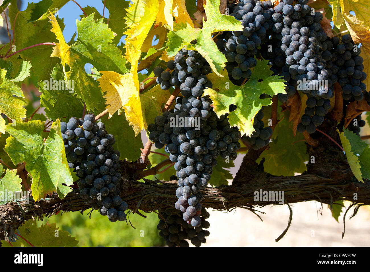 Les raisins du Chianti Classico Sangiovese mûr pour la cueillette à Pontignano dans région du Chianti en Toscane, Italie Banque D'Images