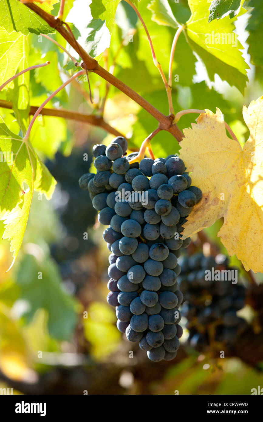 Les raisins du Chianti Classico Sangiovese mûr pour la cueillette à Pontignano dans région du Chianti en Toscane, Italie Banque D'Images