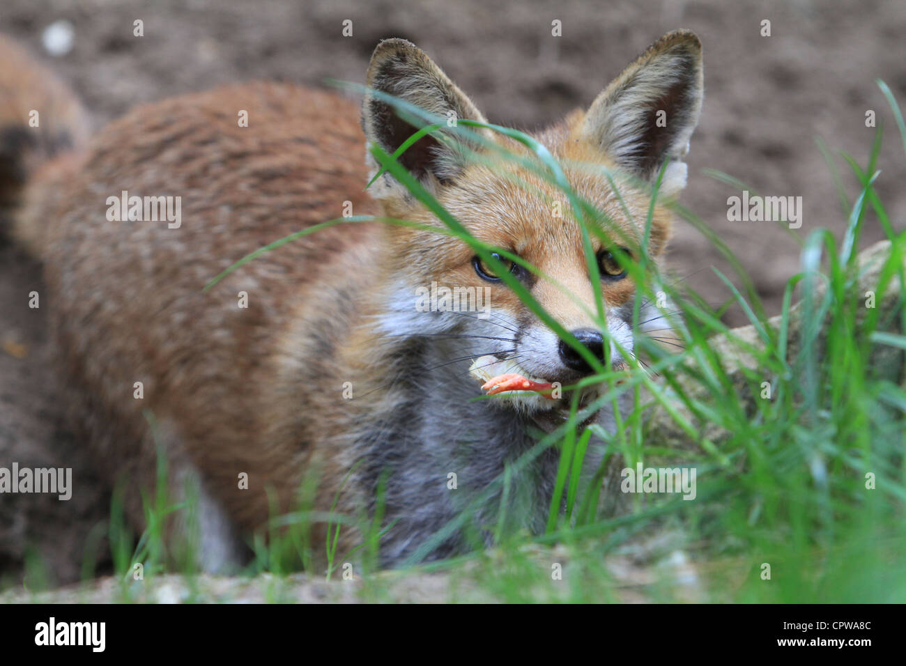 Fox Banque D'Images