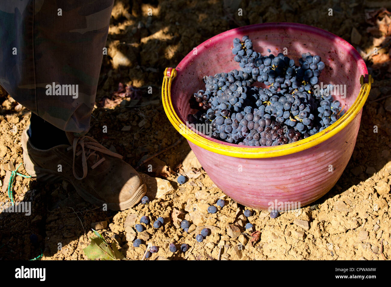 Man picking Sangiovese raisins du Chianti Classico à Pontignano dans région du Chianti en Toscane, Italie Banque D'Images