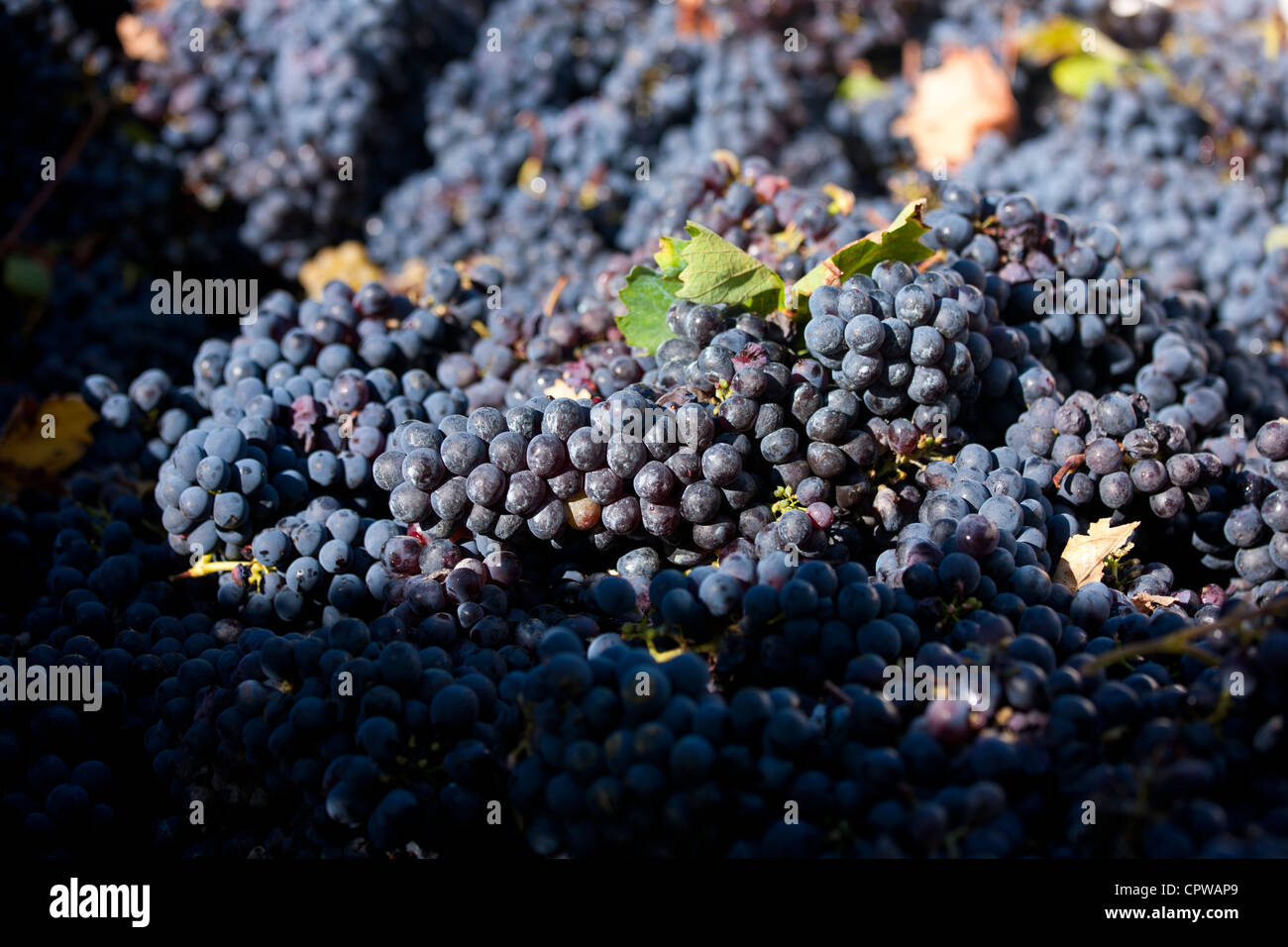 Raisins Sangiovese Chianti Classico à Pontignano fraîchement cueillies dans la région du Chianti en Toscane, Italie Banque D'Images