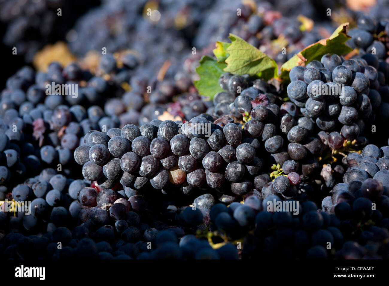 Raisins Sangiovese Chianti Classico à Pontignano fraîchement cueillies dans la région du Chianti en Toscane, Italie Banque D'Images