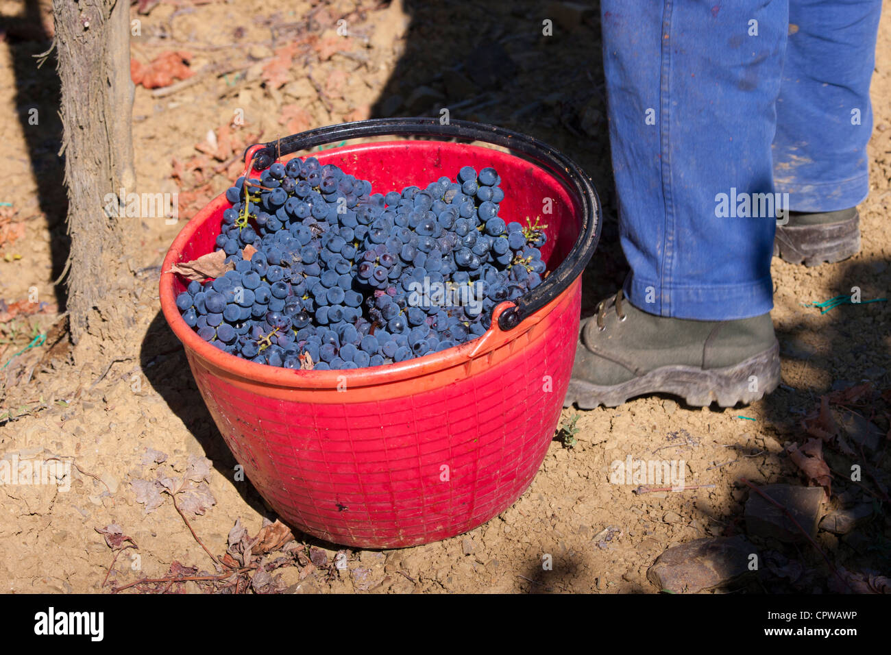 Man picking Sangiovese raisins du Chianti Classico à Pontignano dans région du Chianti en Toscane, Italie Banque D'Images