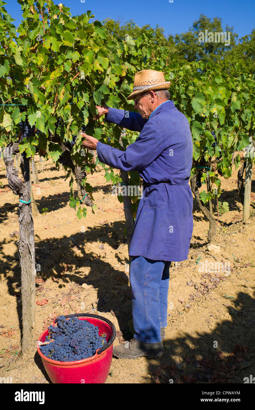 Man picking Sangiovese raisins du Chianti Classico à Pontignano dans région du Chianti en Toscane, Italie Banque D'Images