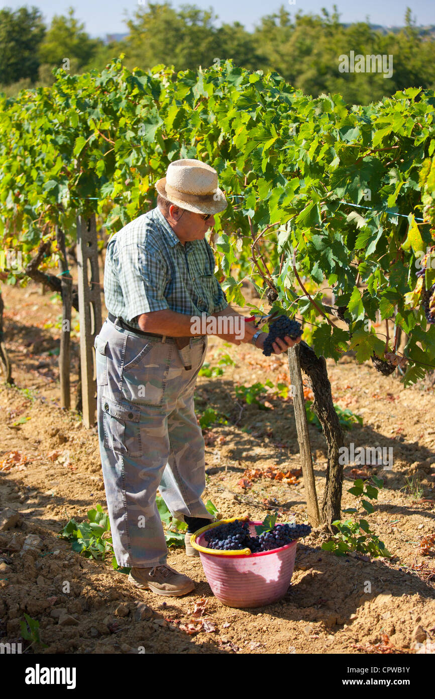 Man picking Sangiovese raisins du Chianti Classico à Pontignano dans région du Chianti en Toscane, Italie Banque D'Images