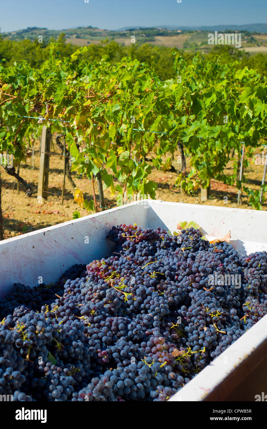 Bouquets fraîchement cueillies de raisins Sangiovese Chianti Classico à Pontignano dans région du Chianti en Toscane, Italie Banque D'Images