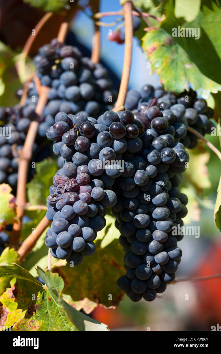 Les raisins du Chianti Classico Sangiovese mûr pour la cueillette à Pontignano dans région du Chianti en Toscane, Italie Banque D'Images