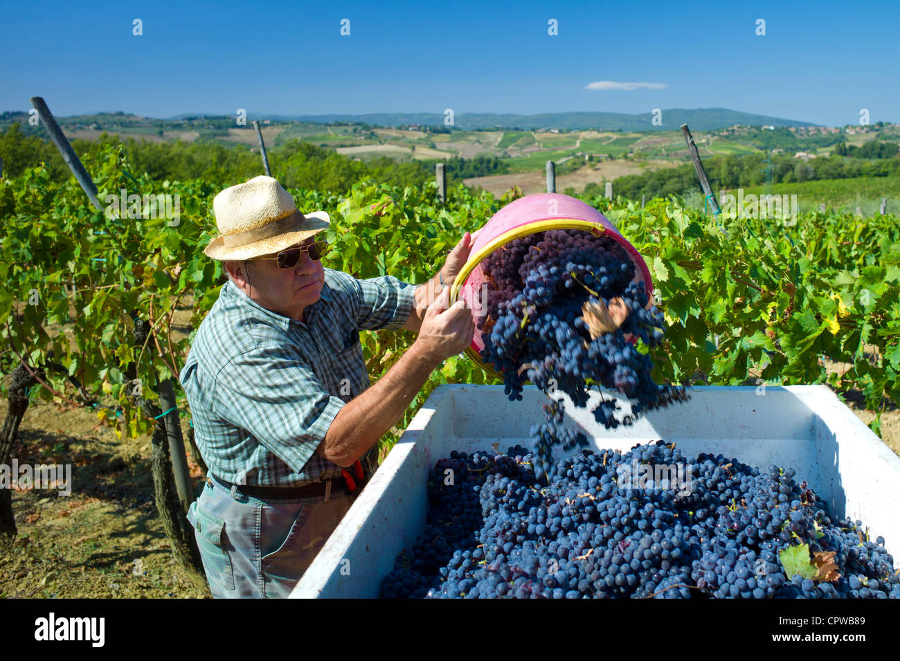 Vider l'homme Sangiovese Chianti Classico raisins en tva à Pontignano dans région du Chianti en Toscane, Italie Banque D'Images