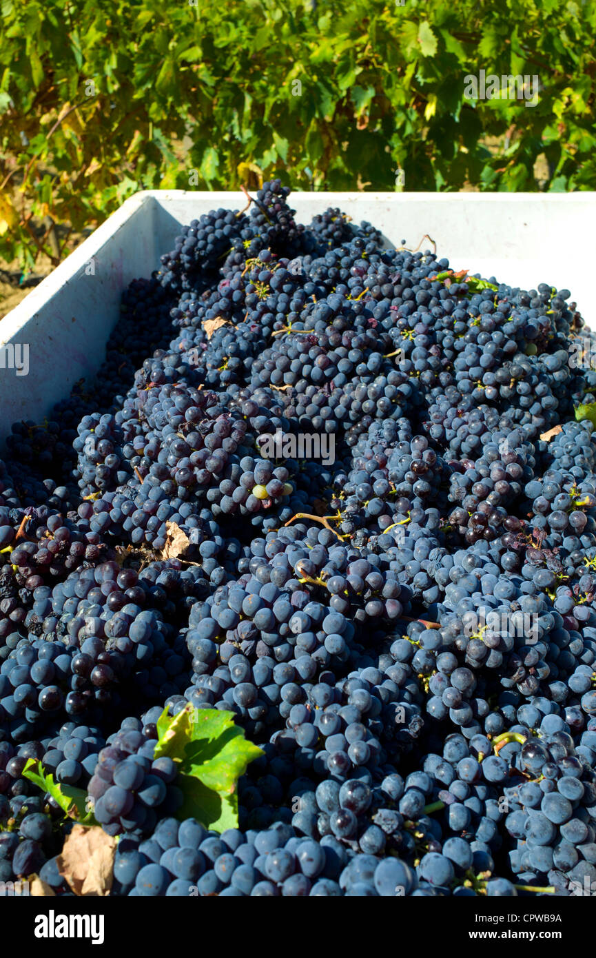 Bouquets fraîchement cueillies de raisins Sangiovese Chianti Classico à Pontignano dans région du Chianti en Toscane, Italie Banque D'Images