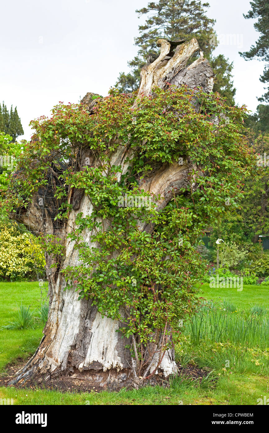 Old dead tree couverte de rosiers grimpants, England, UK Banque D'Images
