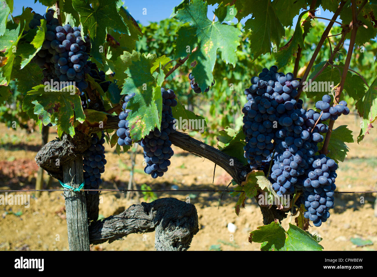 Les raisins du Chianti Classico Sangiovese mûr pour la cueillette à Pontignano dans région du Chianti en Toscane, Italie Banque D'Images