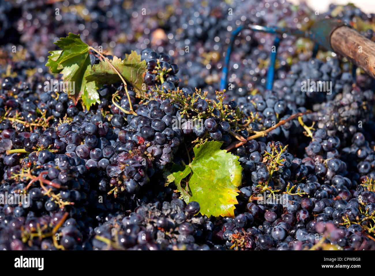 Raisins Sangiovese Chianti Classico à Pontignano fraîchement cueillies dans la région du Chianti en Toscane, Italie Banque D'Images