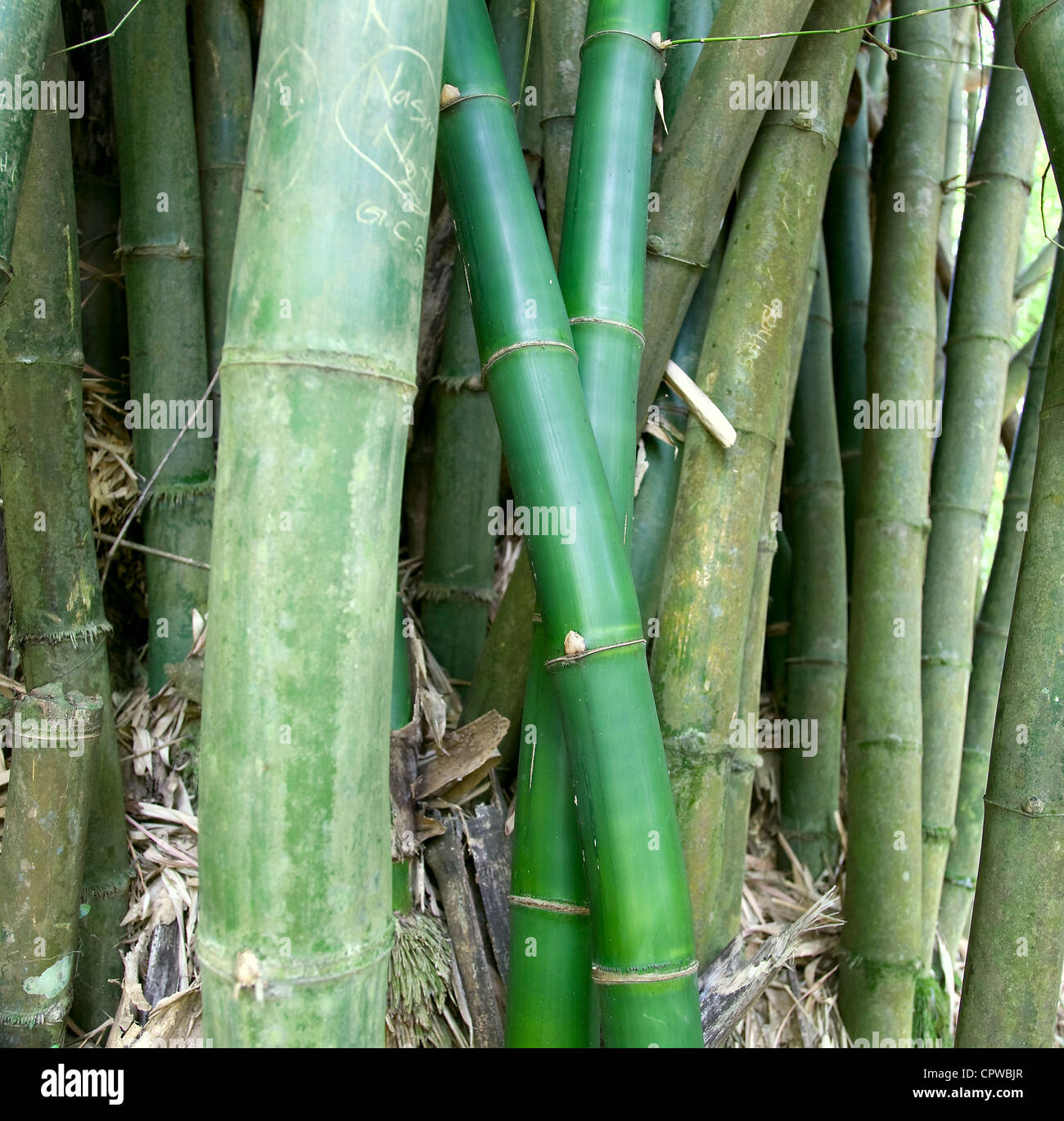 Les cannes de bambou géant dans les jardins botaniques royaux, Peradeniya, Kandy, Sri Lanka Banque D'Images