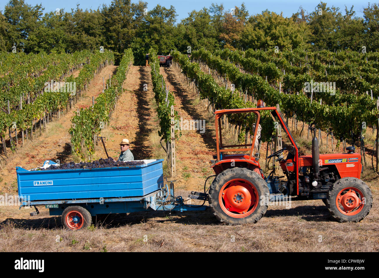 Man loading remorque avec San Giovese récoltés les raisins du Chianti Classico à Pontignano dans région du Chianti en Toscane, Italie Banque D'Images