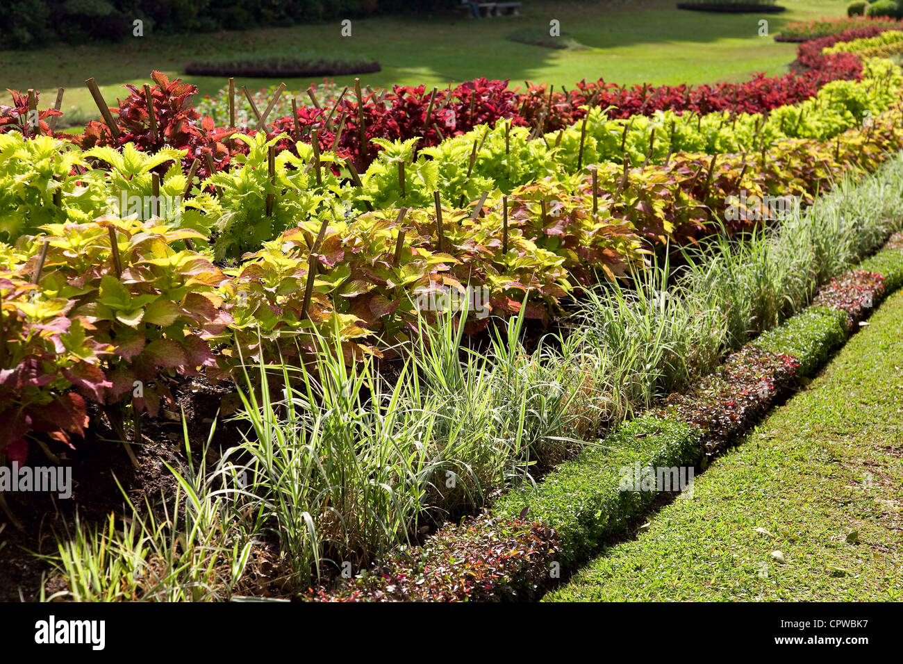 Les couleurs de l'image de Coleus dans une courbe frontière fleurs aux Jardins botaniques royaux, Peradeniya, Kandy, Sri Lanka Banque D'Images