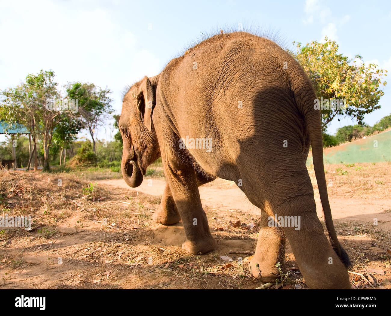 Baby Elephant walking in park, Sri Lanka Banque D'Images