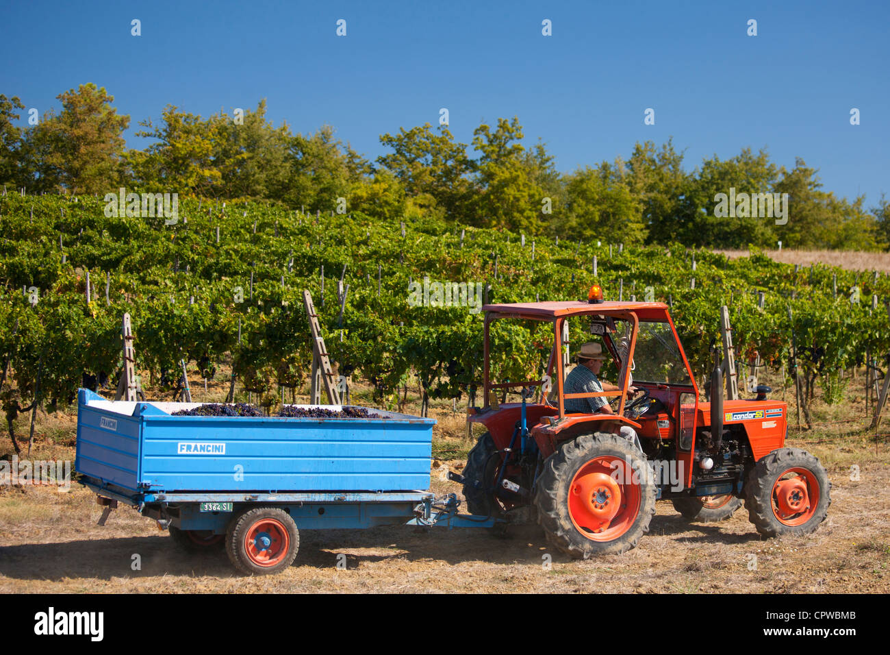 L'homme de la conduite du tracteur avec San Giovese récoltés les raisins du Chianti Classico à Pontignano dans région du Chianti en Toscane, Italie Banque D'Images