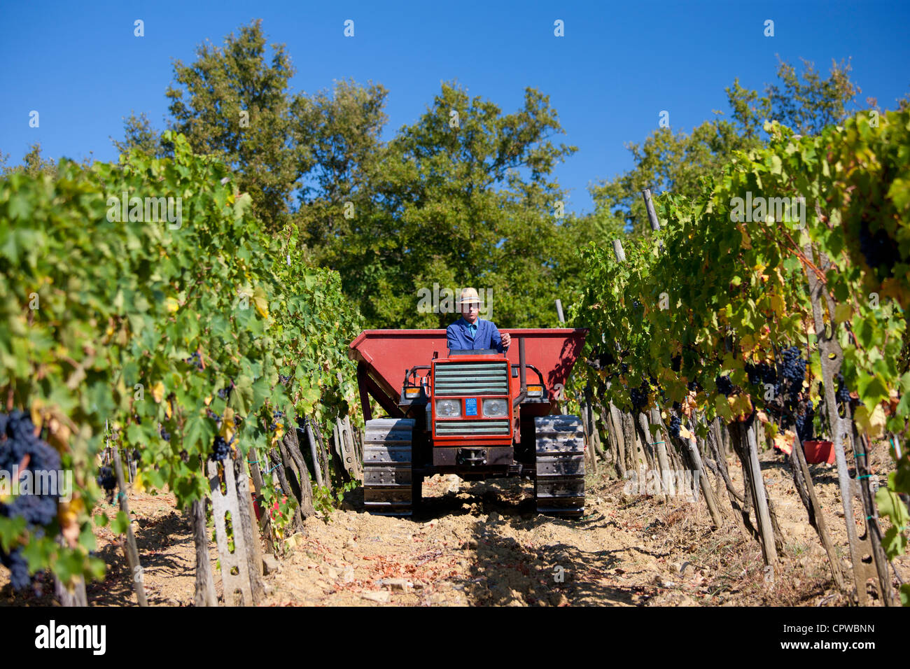 L'homme de la conduite du tracteur avec San Giovese récoltés les raisins du Chianti Classico à Pontignano dans région du Chianti en Toscane, Italie Banque D'Images