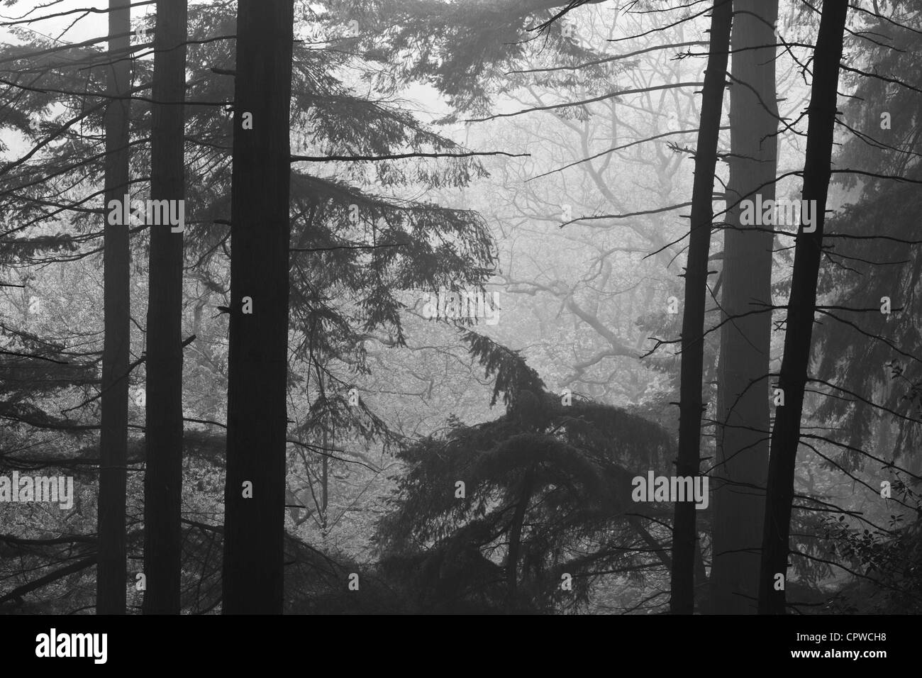 Matin brumeux en forêt de conifères, England, UK Banque D'Images