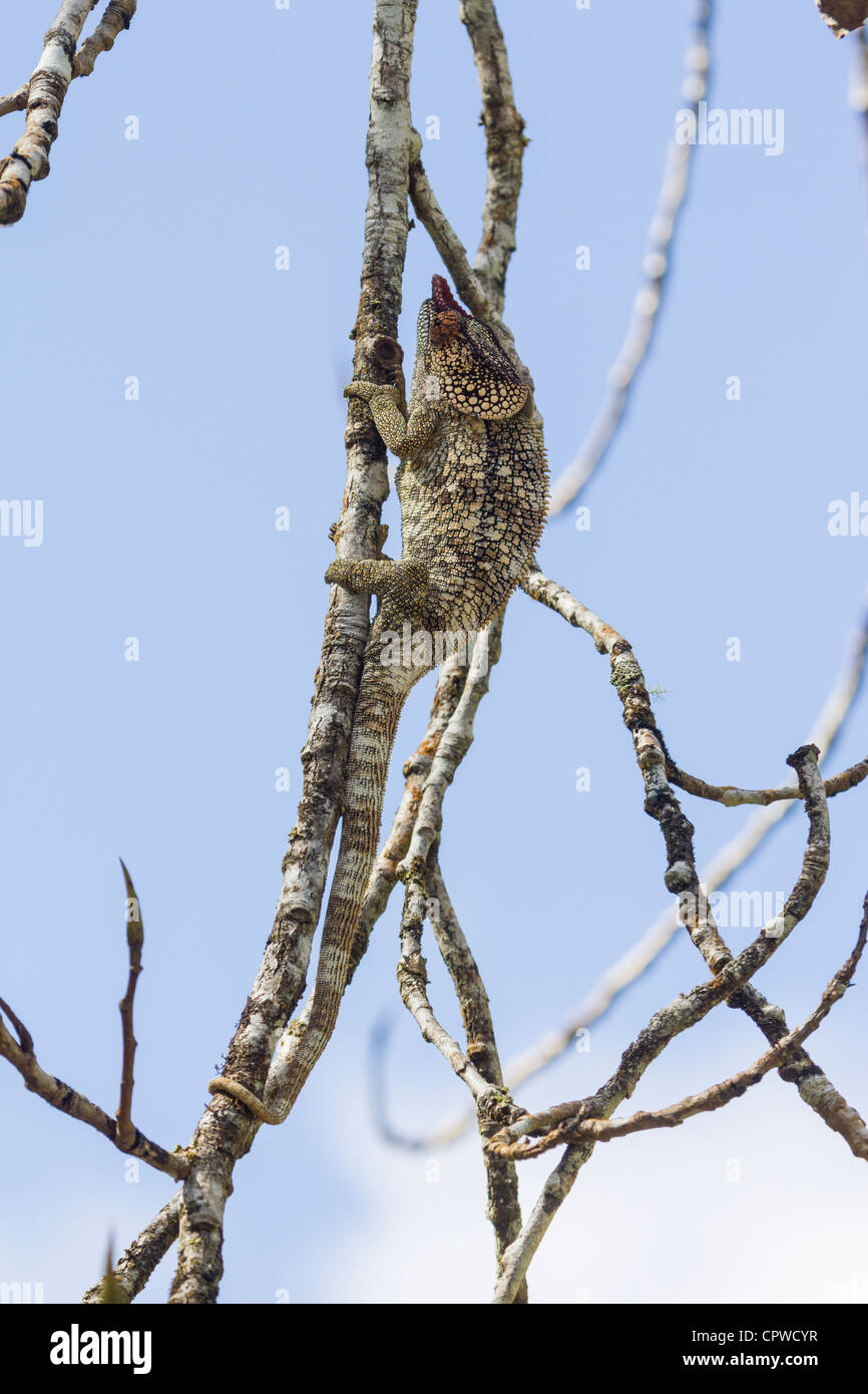 Short-horned chameleon, Andasibe, Madagascar Banque D'Images