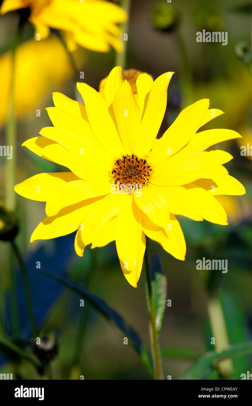 Rudbeckia fleur, Asteraceae, également connu sous le nom d'échinacée, dans jardin dans les Cotswolds, Oxfordshire, UK Banque D'Images