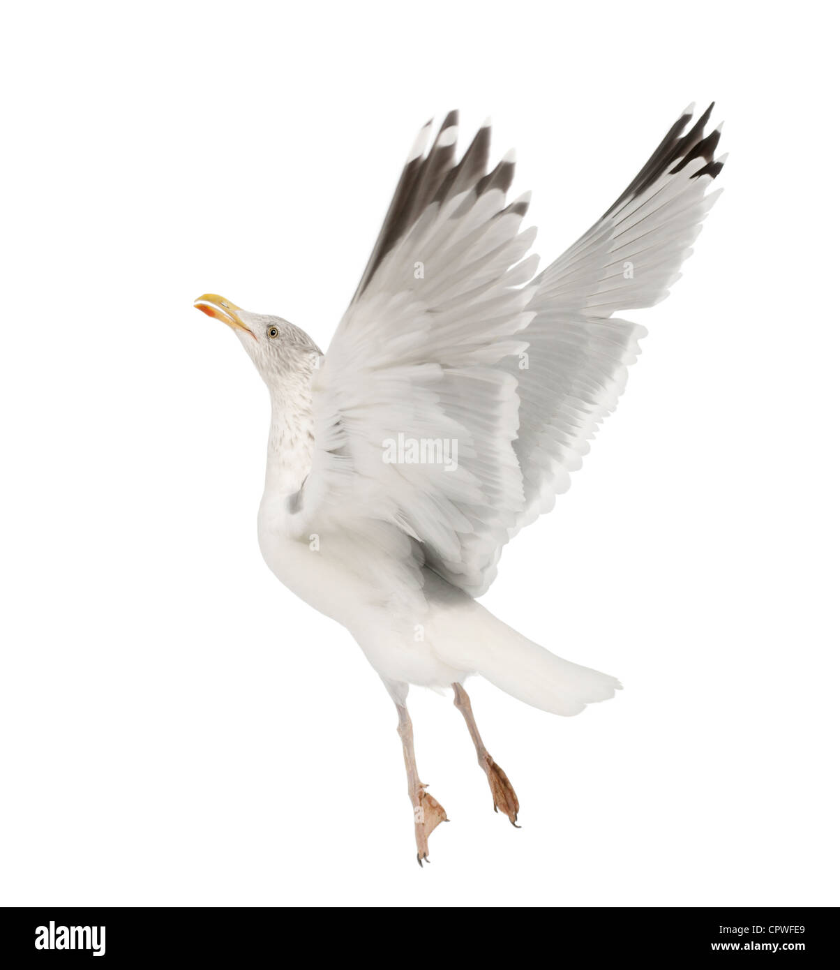 European Herring Gull Larus argentatus, 4 ans, en plumage d'hiver taking off against white background Banque D'Images