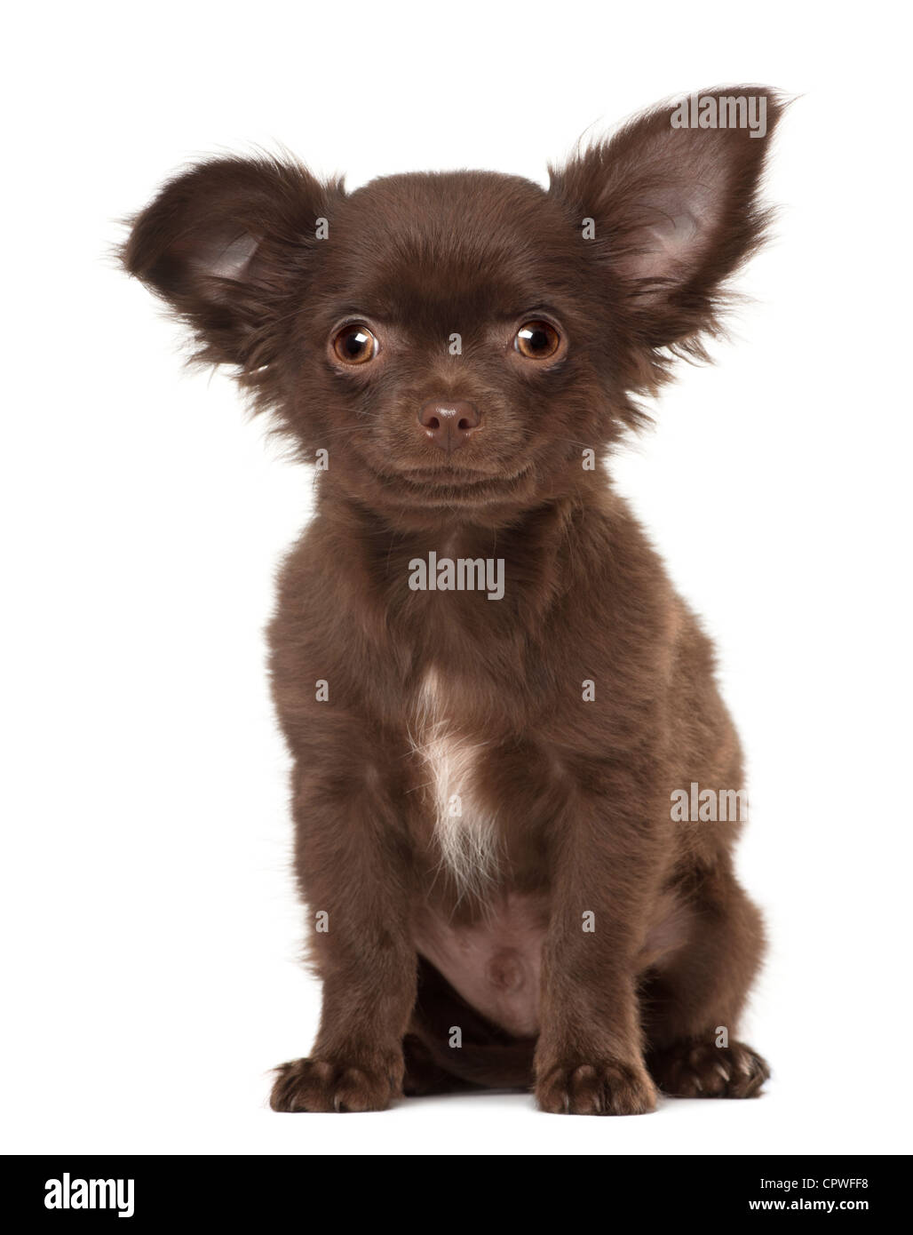 Chihuahua puppy, 3 mois, assis contre un fond blanc Banque D'Images