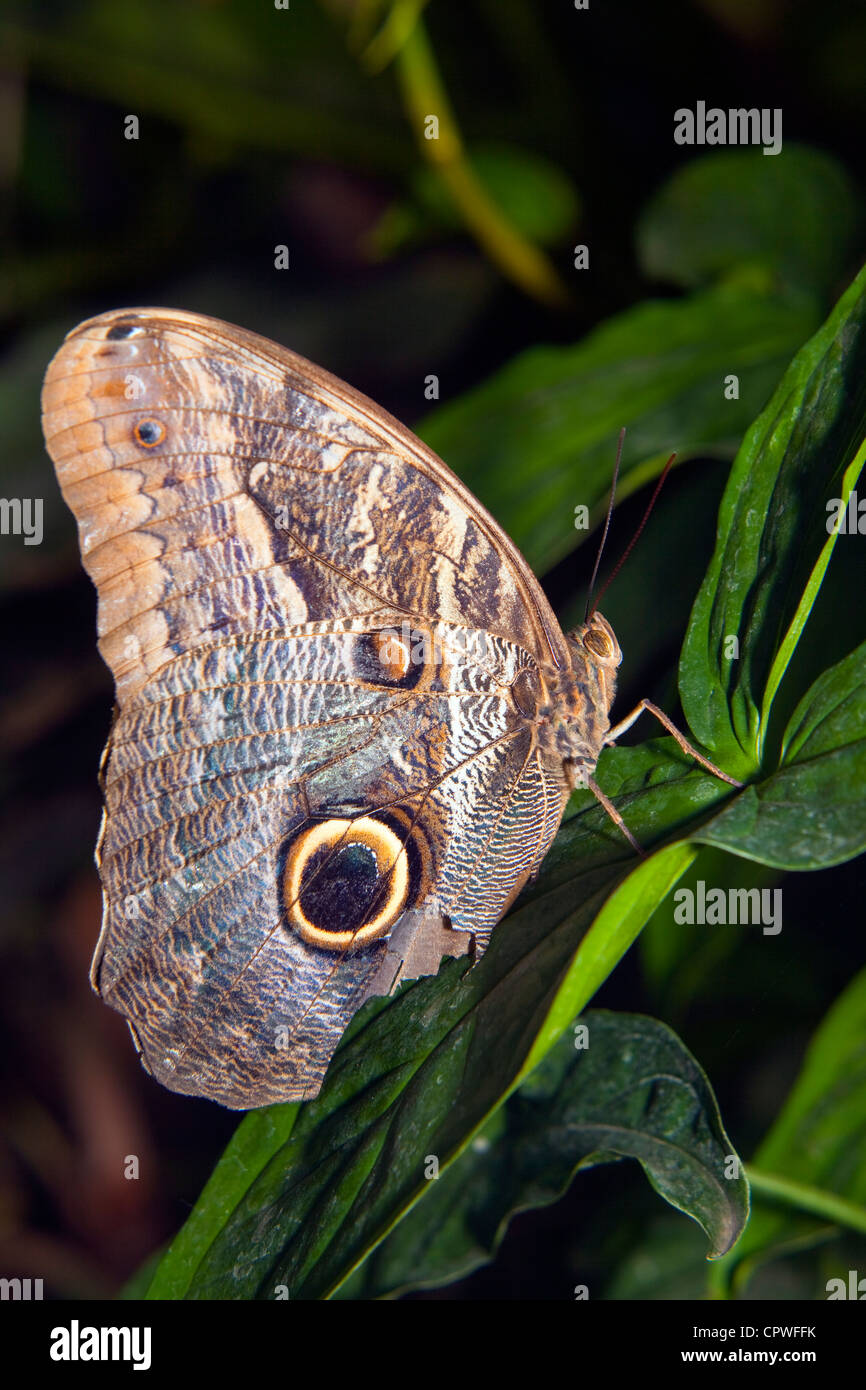 Blue Morpho menelaus Morpho menelaus (papillon) Banque D'Images