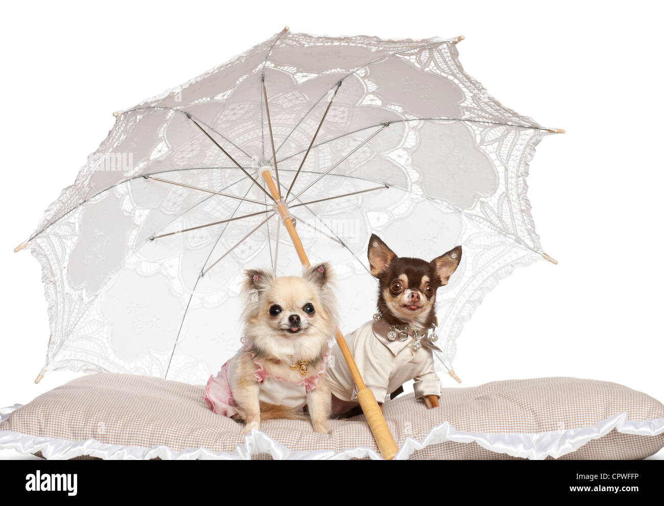 Les Chihuahuas, 2 et 4 ans, assis sous un parasol in front of white background Banque D'Images