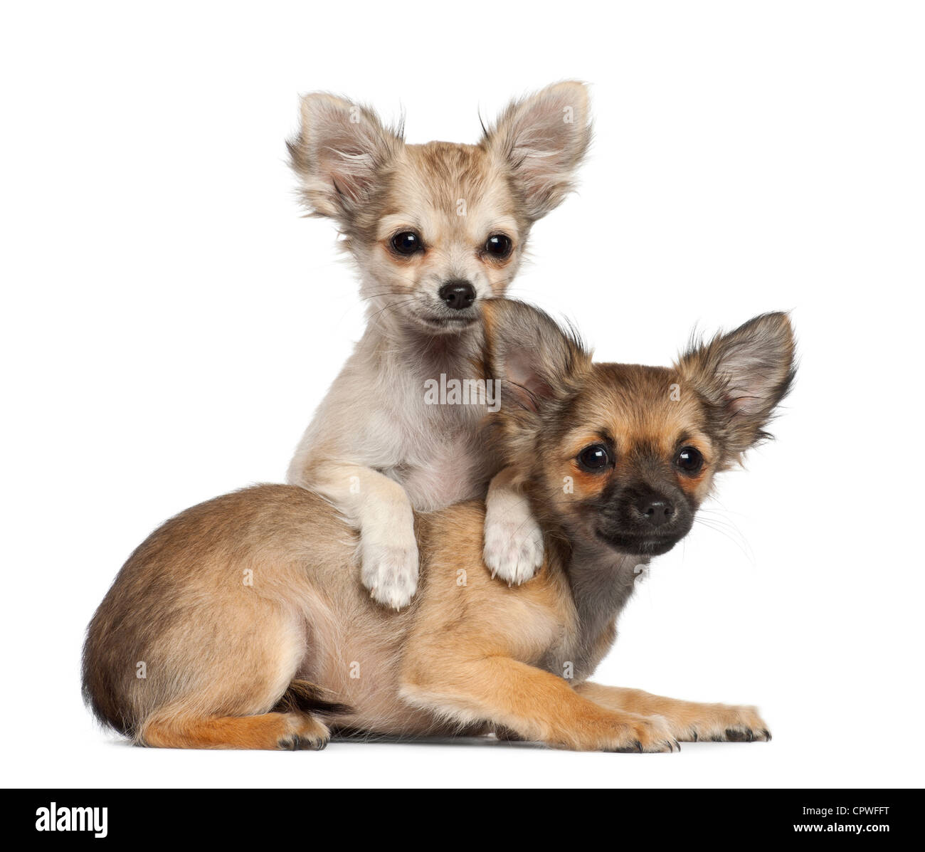 Chihuahua chiots, 3 mois, contre fond blanc Banque D'Images