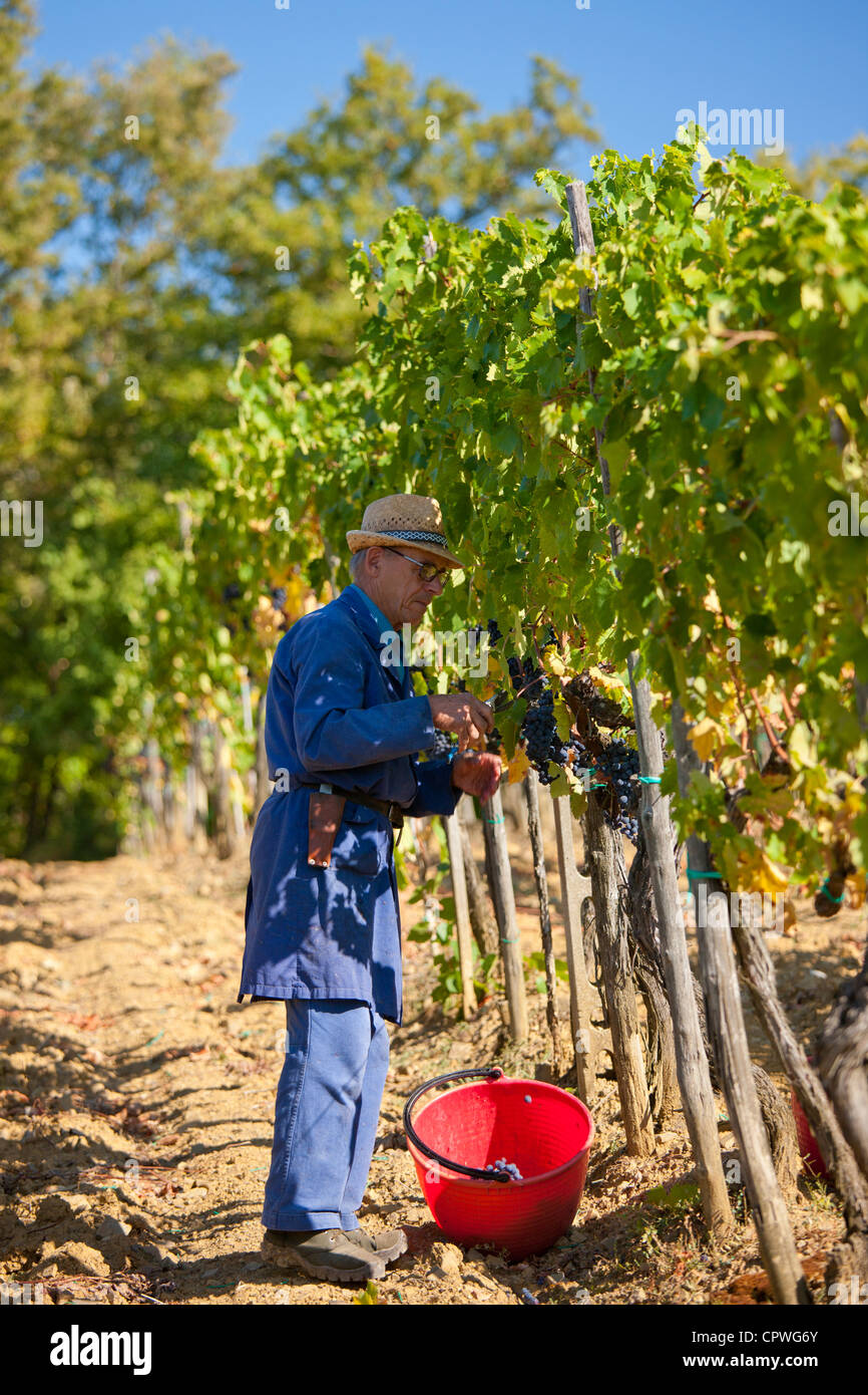 Man picking Sangiovese raisins du Chianti Classico à Pontignano dans région du Chianti en Toscane, Italie Banque D'Images