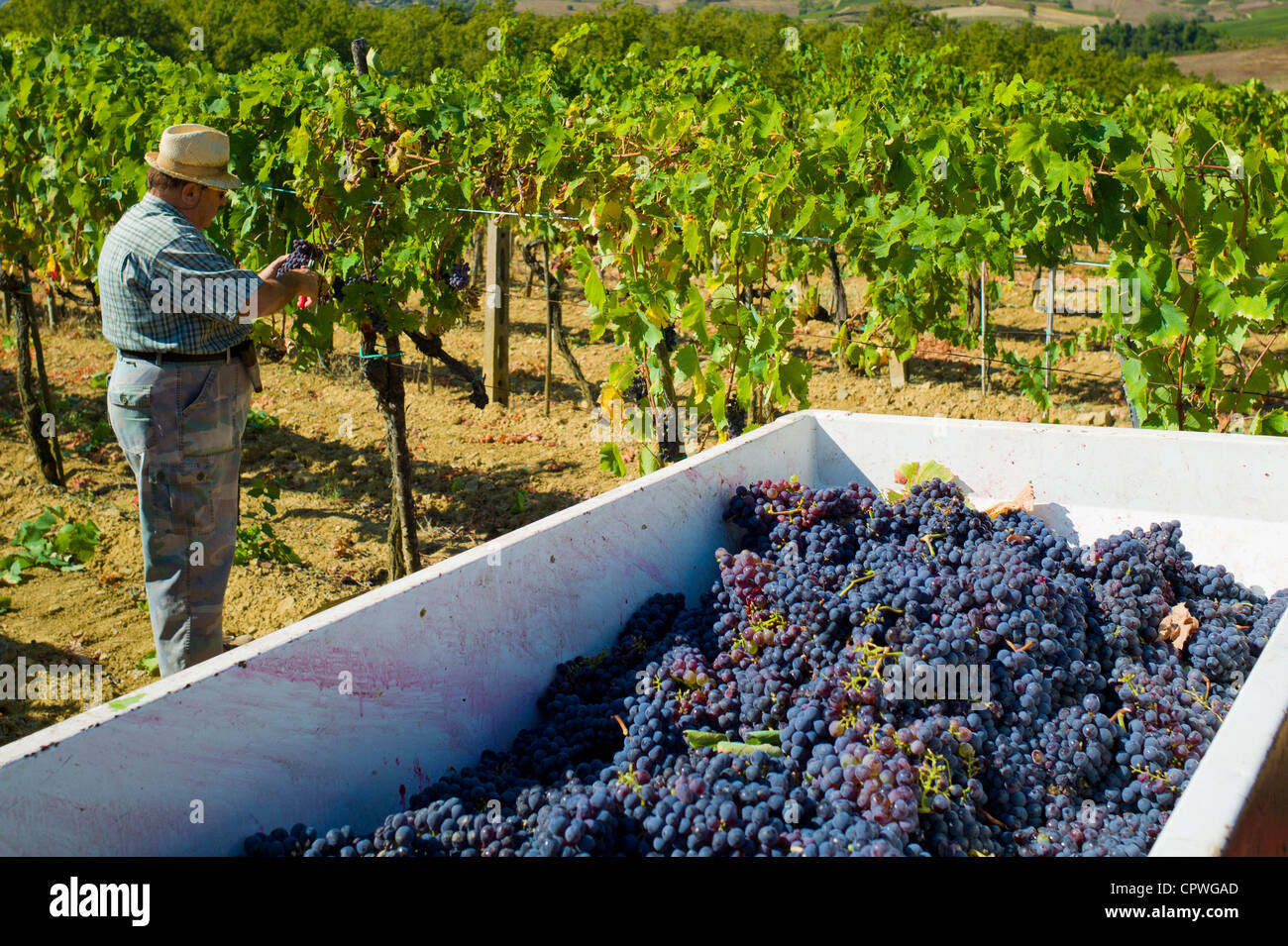 Man picking Sangiovese raisins du Chianti Classico à Pontignano dans région du Chianti en Toscane, Italie Banque D'Images