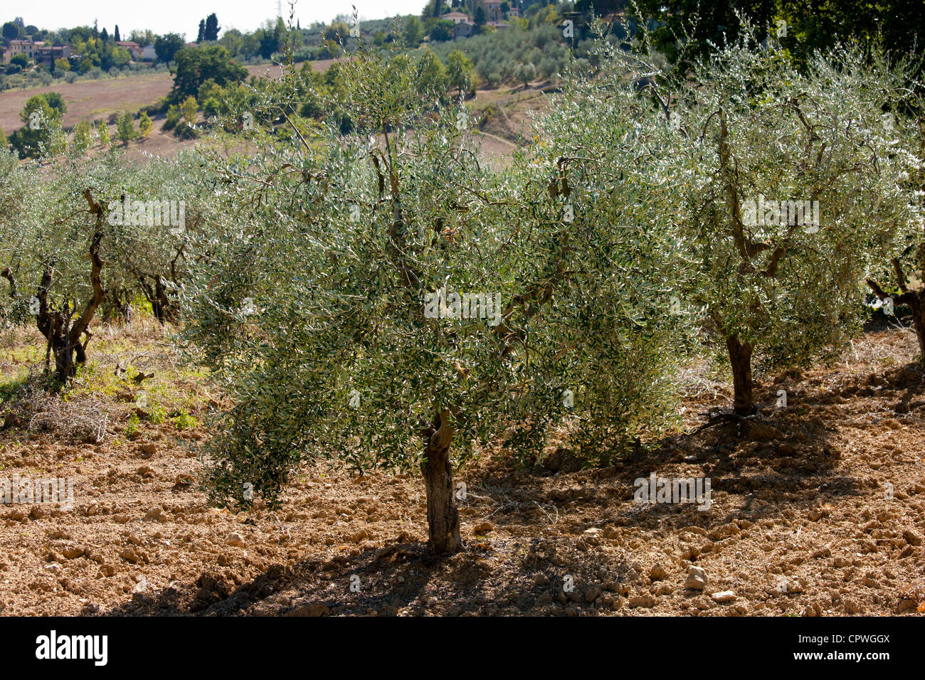 Olive Grove en Toscane, Italie Banque D'Images