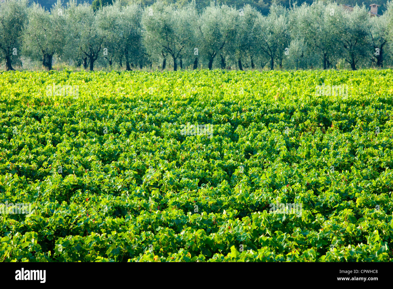 Vignes et oliviers d'oliviers traditionnels près de Montalcino à Val D'Orcia, Toscane, Italie Banque D'Images