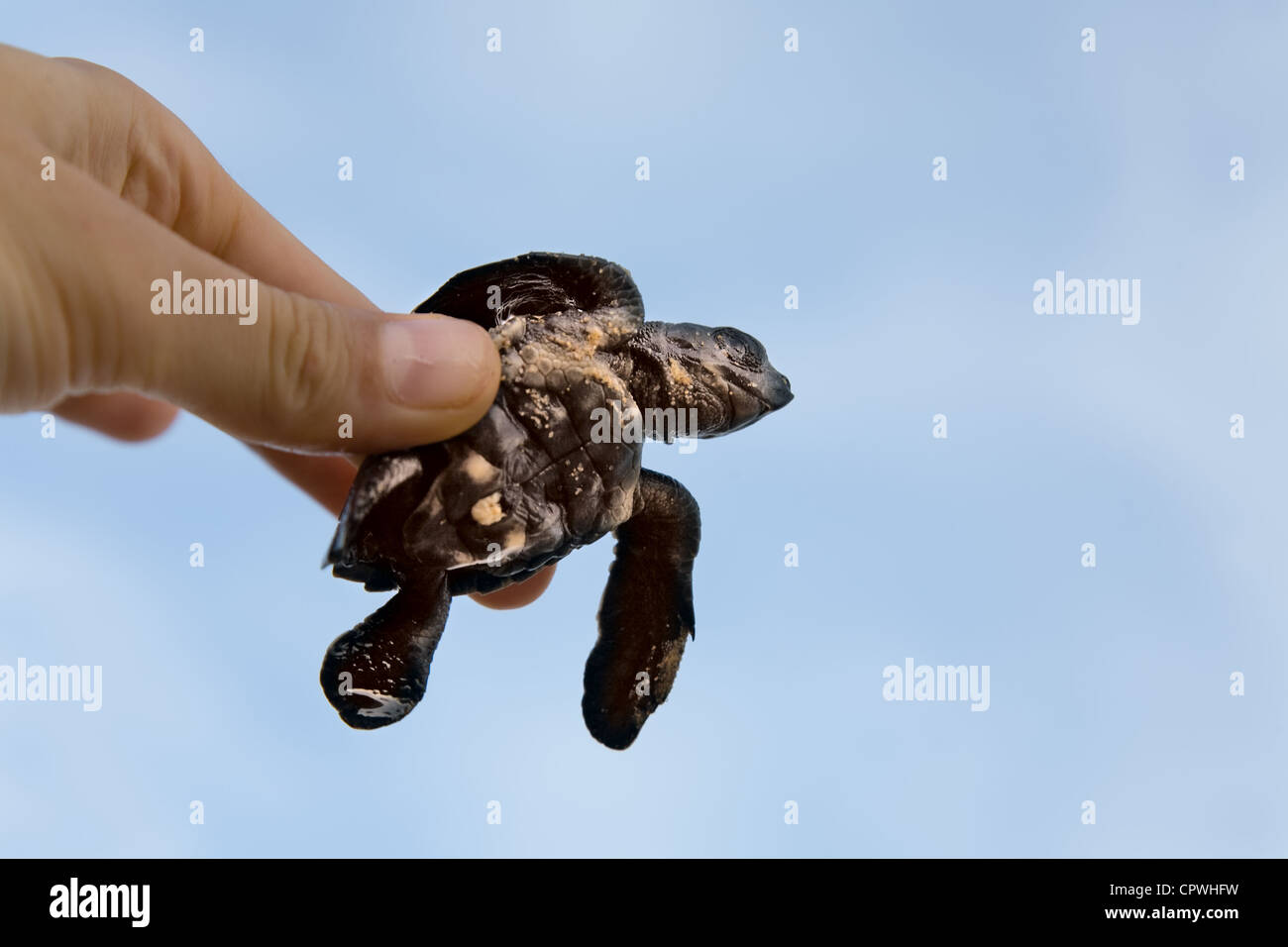 Un bébé tortue caouane inhand contre ciel, sri lanla island Banque D'Images
