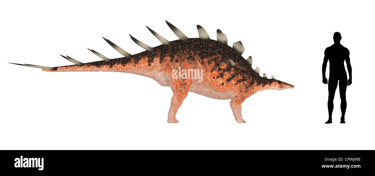 Illustration d'une comparaison de la taille d'un adulte Kentrosaurus (espèces de dinosaures) avec une moyenne des mâles adultes(1.8Meters) Banque D'Images