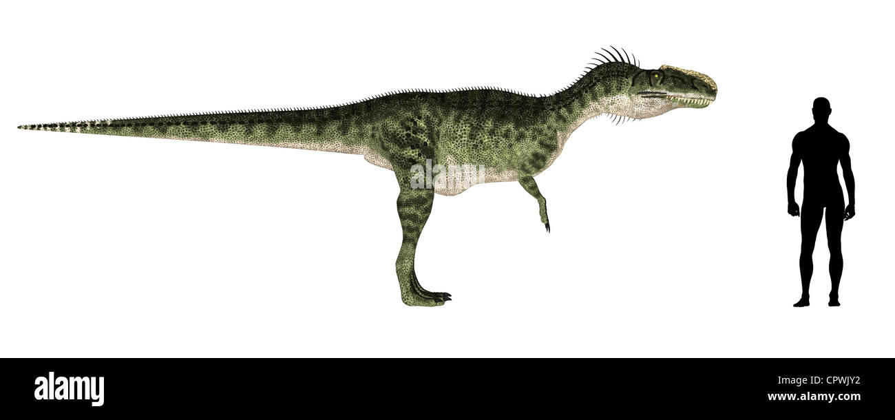 Illustration d'une comparaison de la taille d'un adulte Monolophosaurus (espèces de dinosaures) avec une moyenne des mâles adultes (1,8M) Banque D'Images