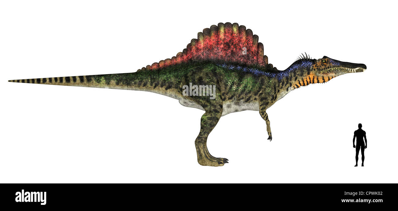 Illustration d'une comparaison de la taille d'une espèce de dinosaure Spinosaurus (adultes) avec une moyenne des mâles adultes (1.8Meters) Banque D'Images