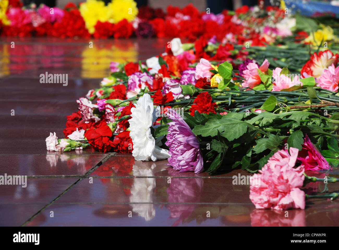 Fleurs rose rouge jaune blanc sur le rocher Banque D'Images