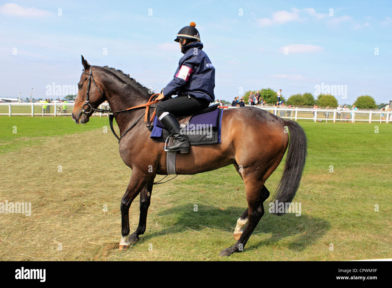 Cheval de compagnie Derby Day sur Epsom Downs Surrey England UK Banque D'Images