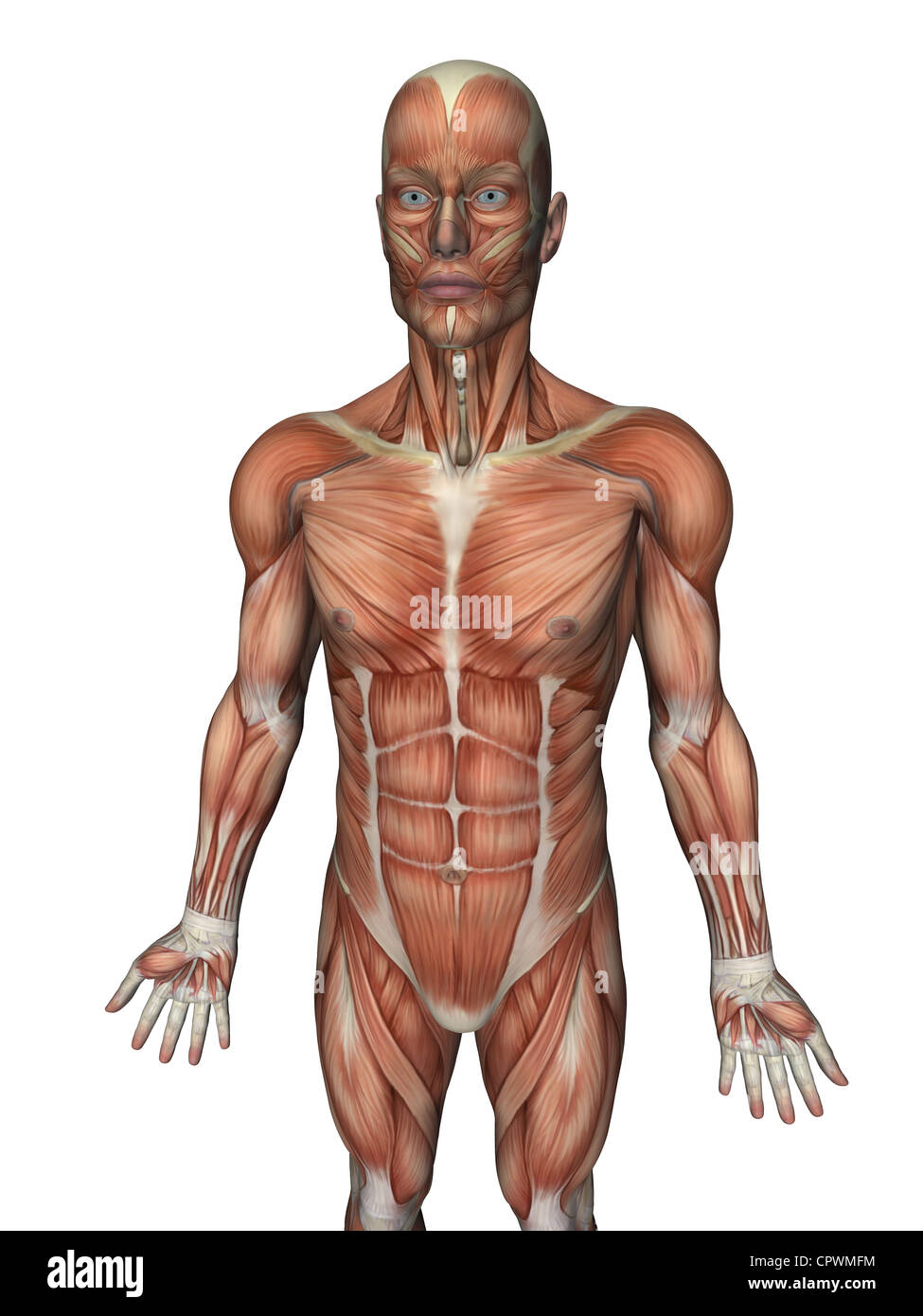 Illustration anatomique du corps humain montrant les muscles superficiels Banque D'Images